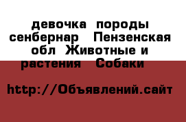 девочка  породы сенбернар - Пензенская обл. Животные и растения » Собаки   